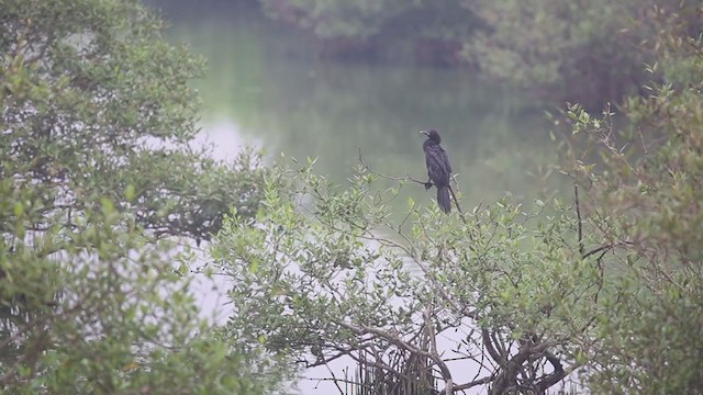 Cormoran de Vieillot - ML265060881