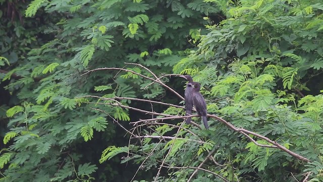 Little Cormorant - ML265061291