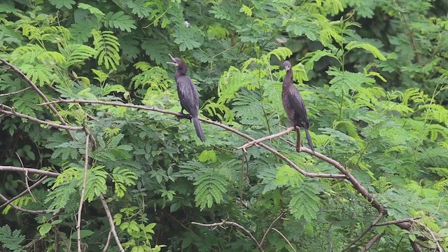 Cormorán de Java - ML265061571