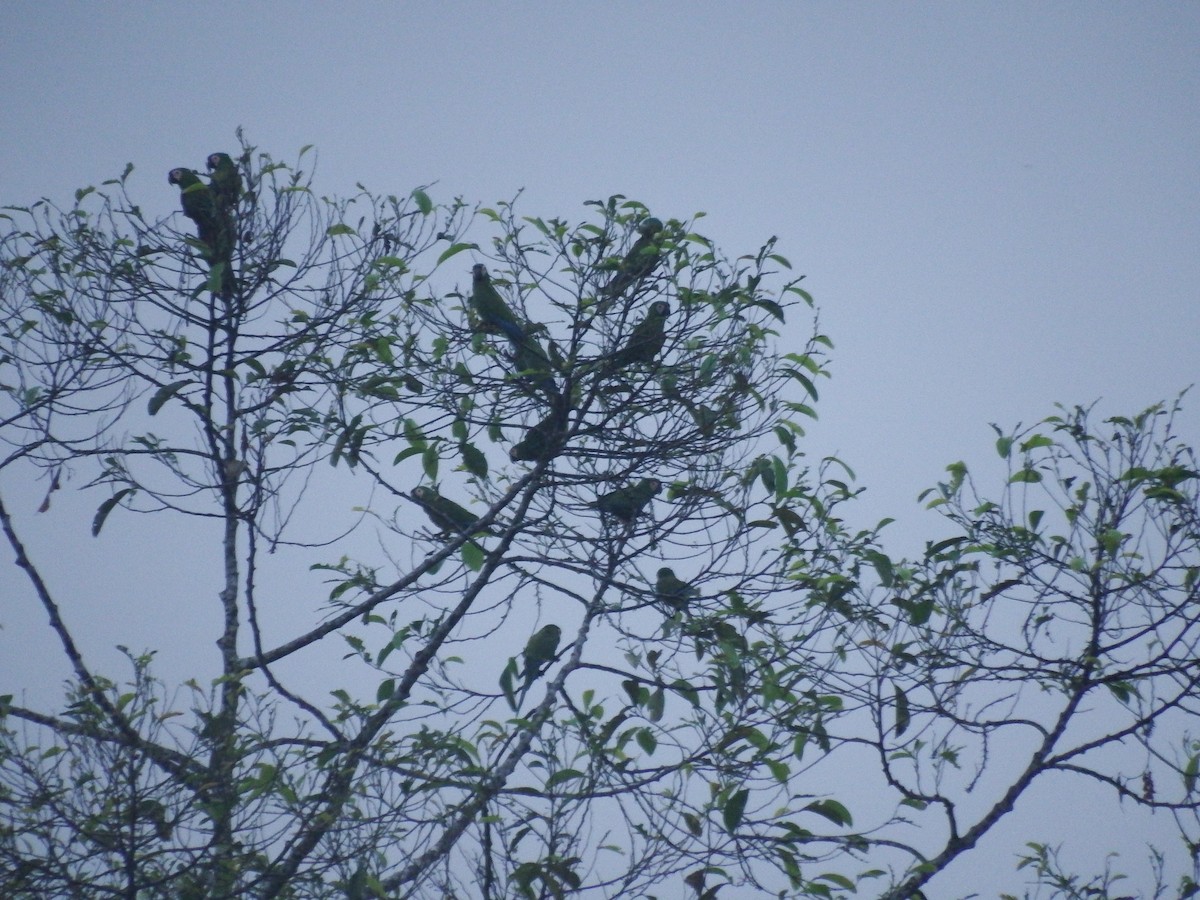 Chestnut-fronted Macaw - ML265062781