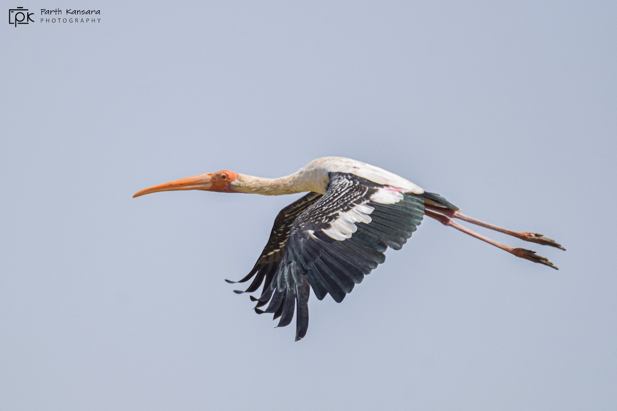 Painted Stork - Parth Kansara