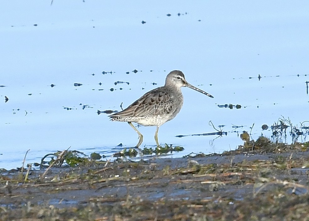 Long-billed Dowitcher - ML265062961