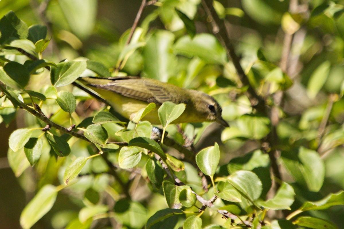 Philadelphia Vireo - ML265063201