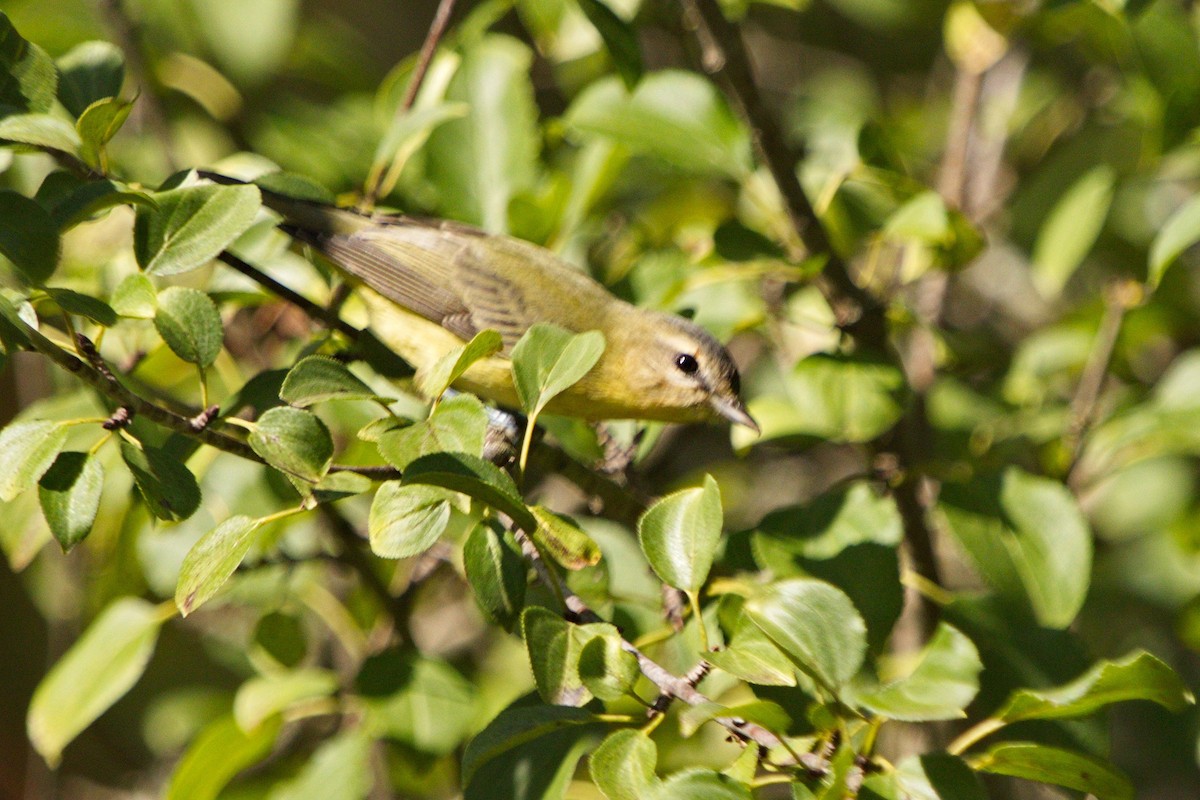 Philadelphia Vireo - ML265063211