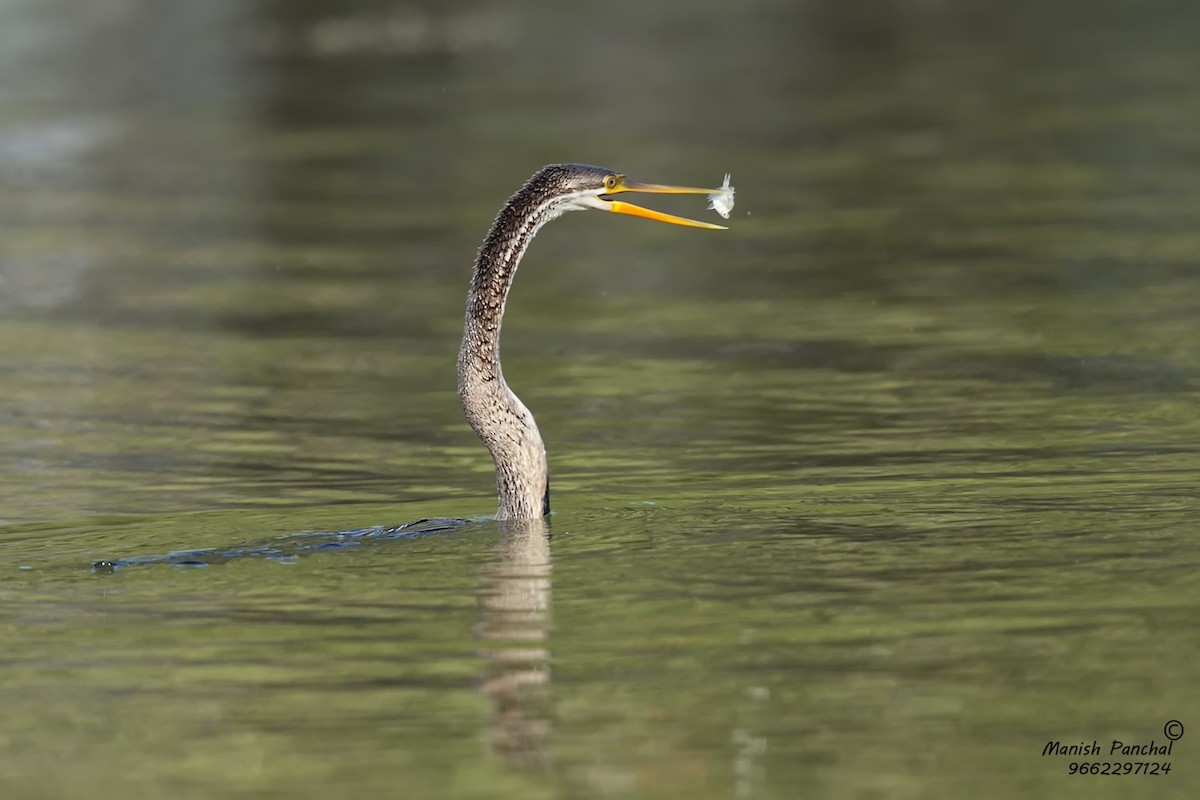 Anhinga Asiática - ML265063551