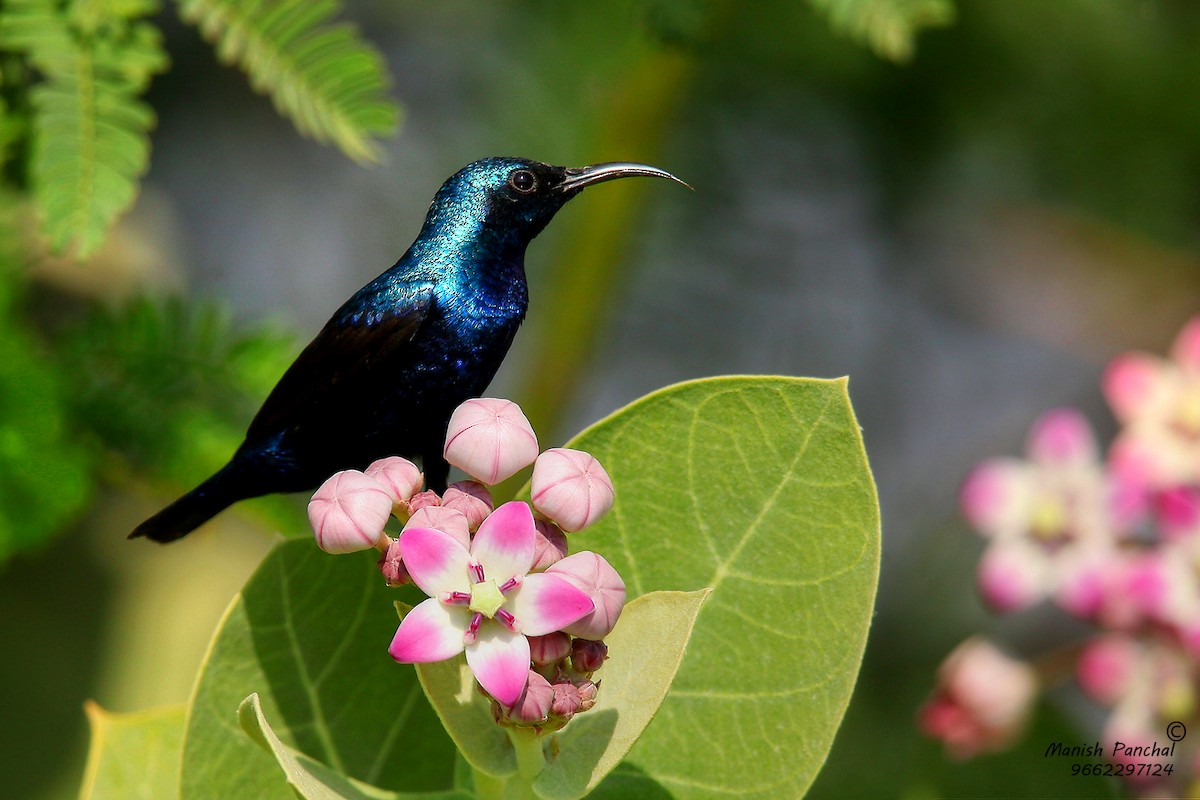 Purple Sunbird - Manish Panchal