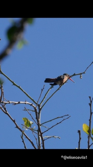 kolibřík ryšavý - ML265064401
