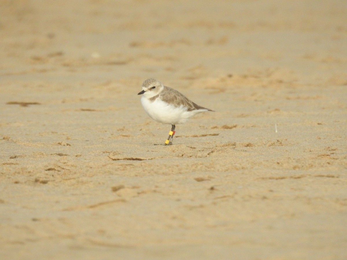 Kentish Plover - ML265064981