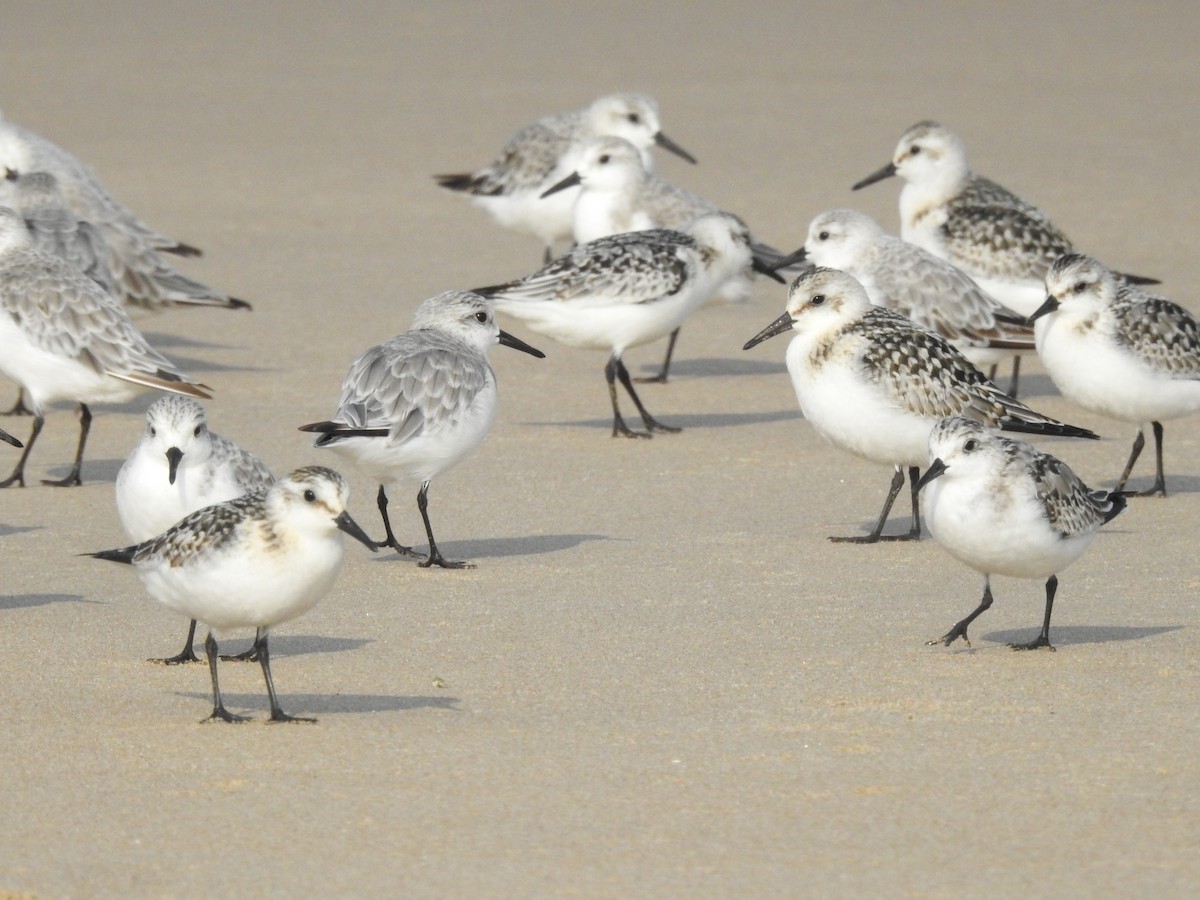 Sanderling - ML265064991