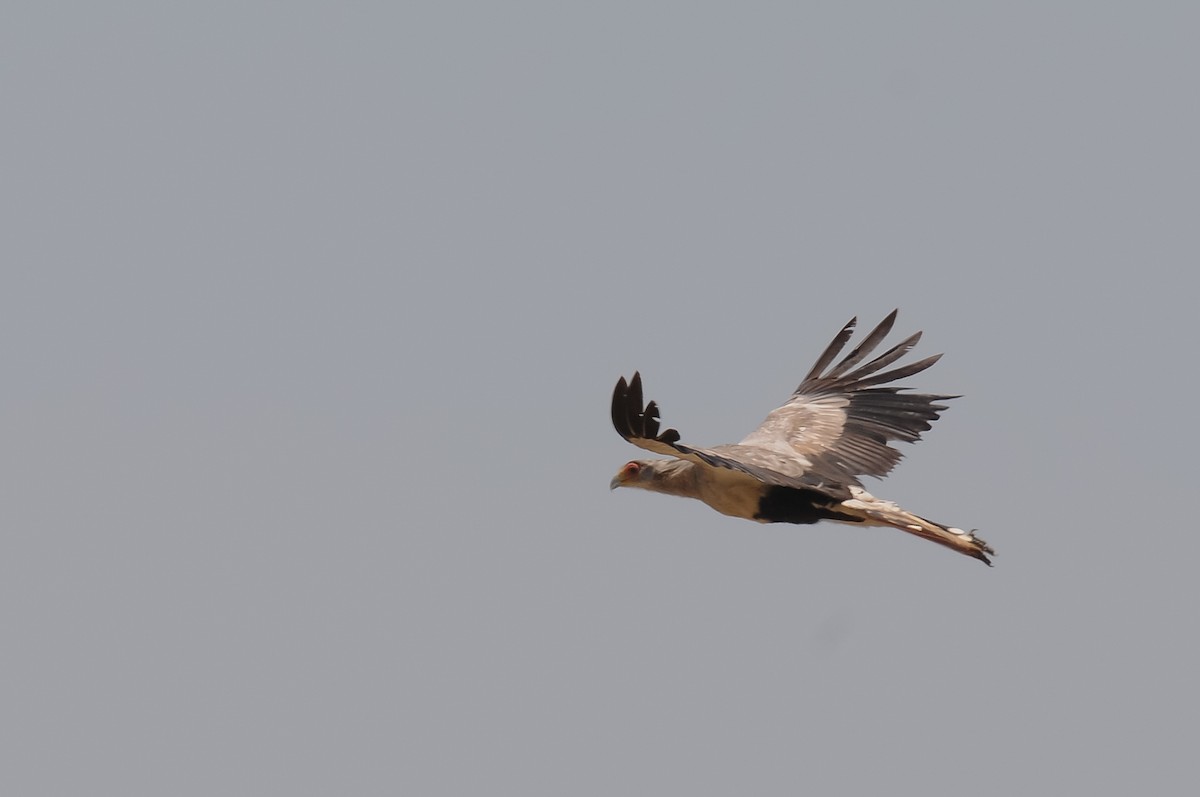 Secretarybird - Augusto Faustino