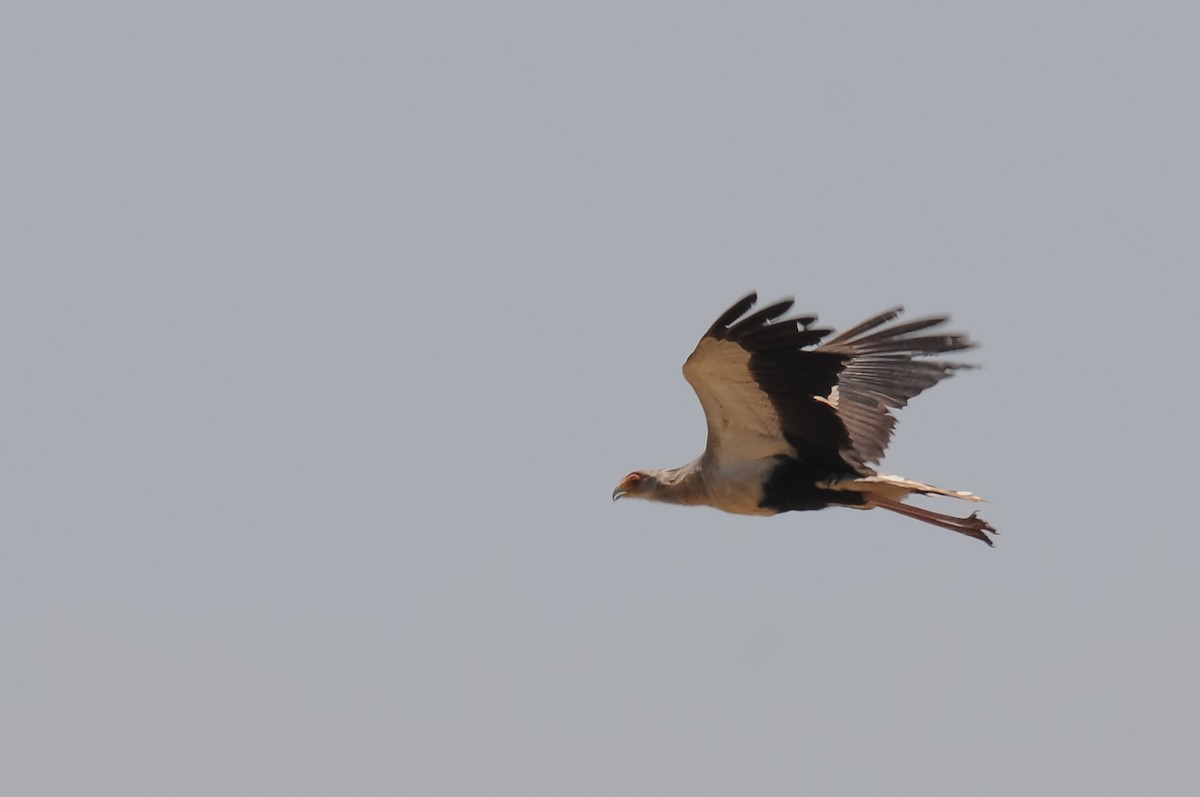 Secretarybird - Augusto Faustino