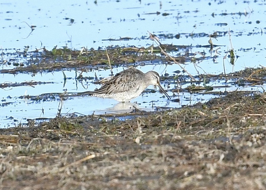 Long-billed Dowitcher - ML265066351