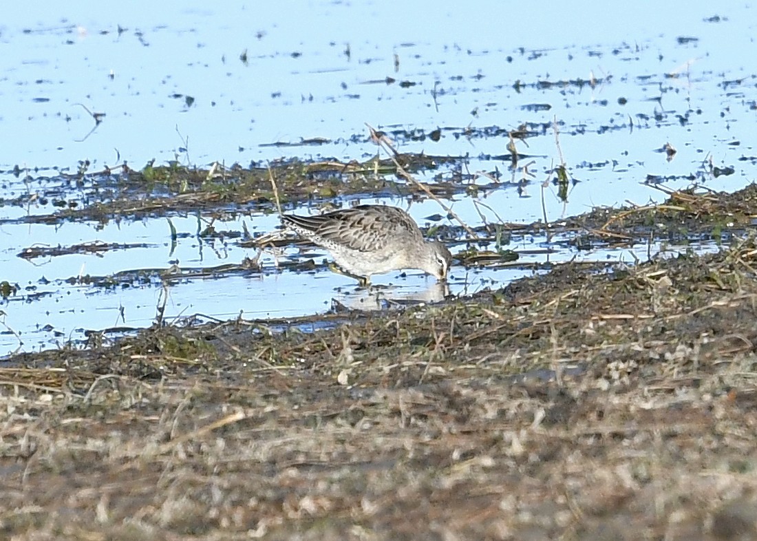 Long-billed Dowitcher - ML265066391