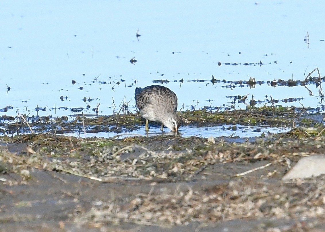 Long-billed Dowitcher - ML265066401