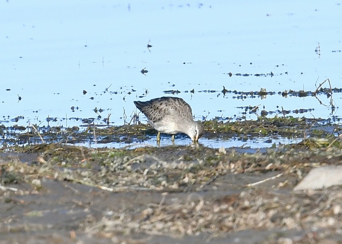 Long-billed Dowitcher - ML265066431