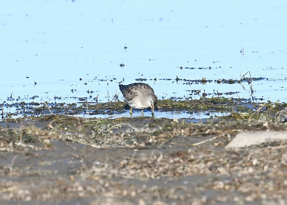 Long-billed Dowitcher - ML265066561