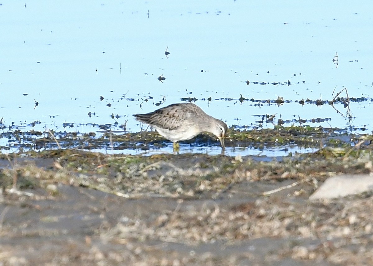 Long-billed Dowitcher - ML265066581