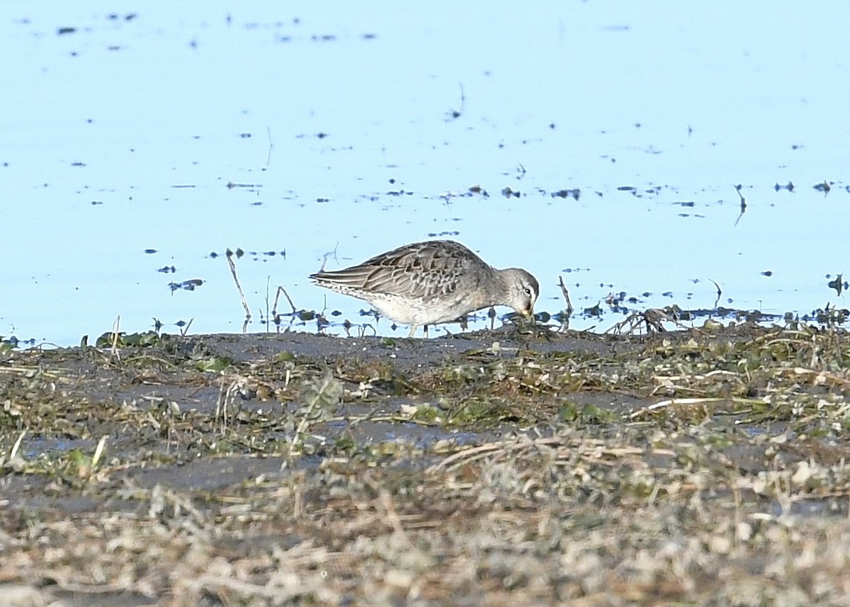 Long-billed Dowitcher - ML265066671