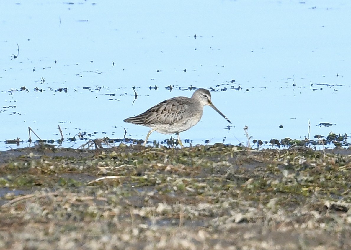 Long-billed Dowitcher - ML265066691