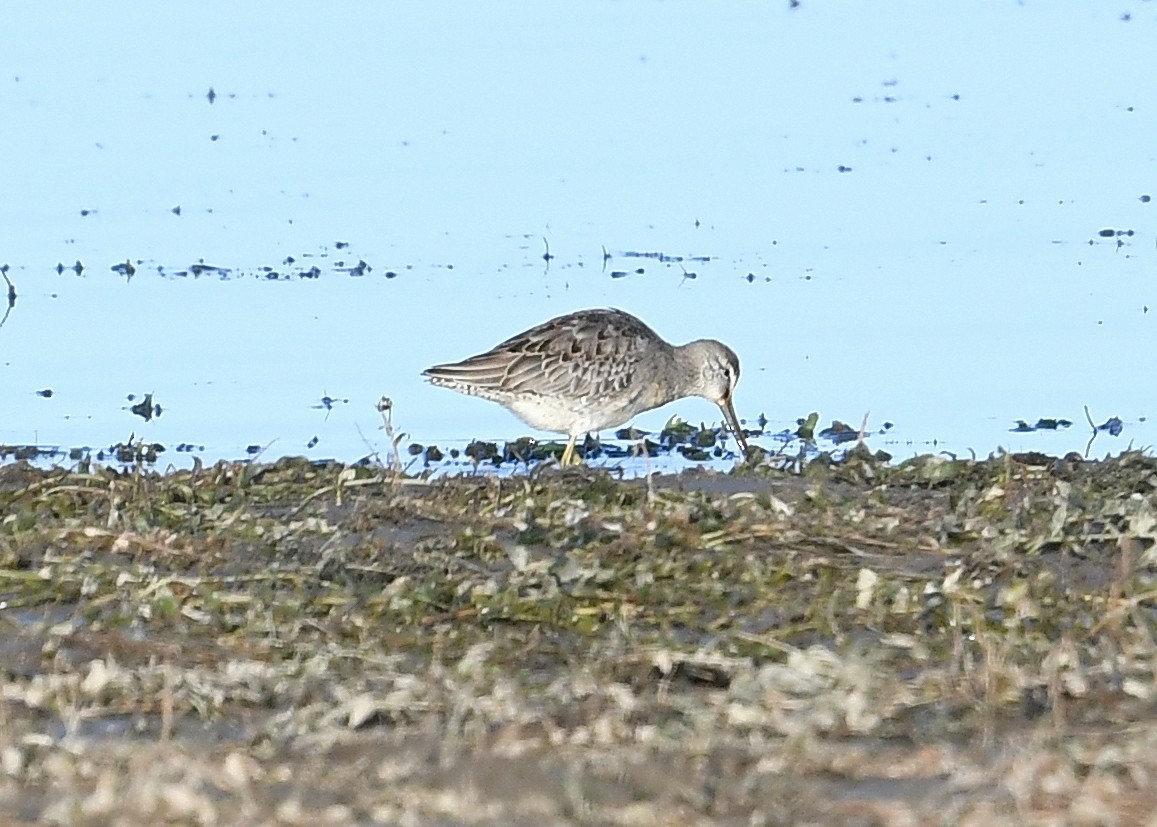 Long-billed Dowitcher - ML265066771