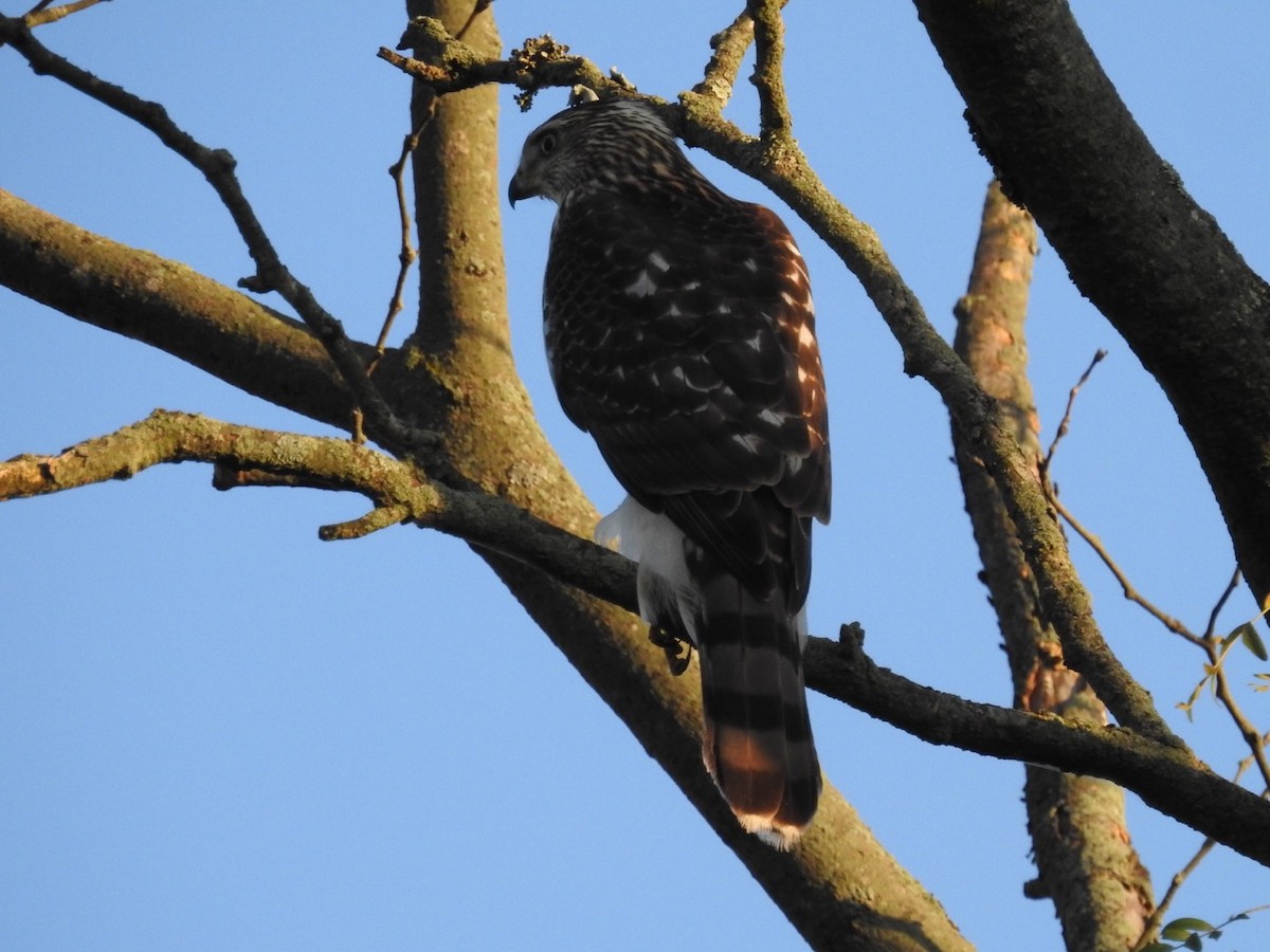 Cooper's Hawk - ML265072191