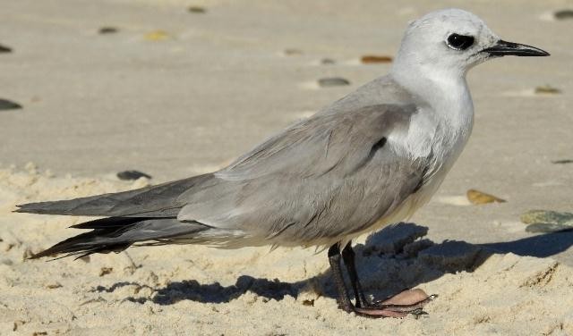 Gray Noddy - Steven McBride