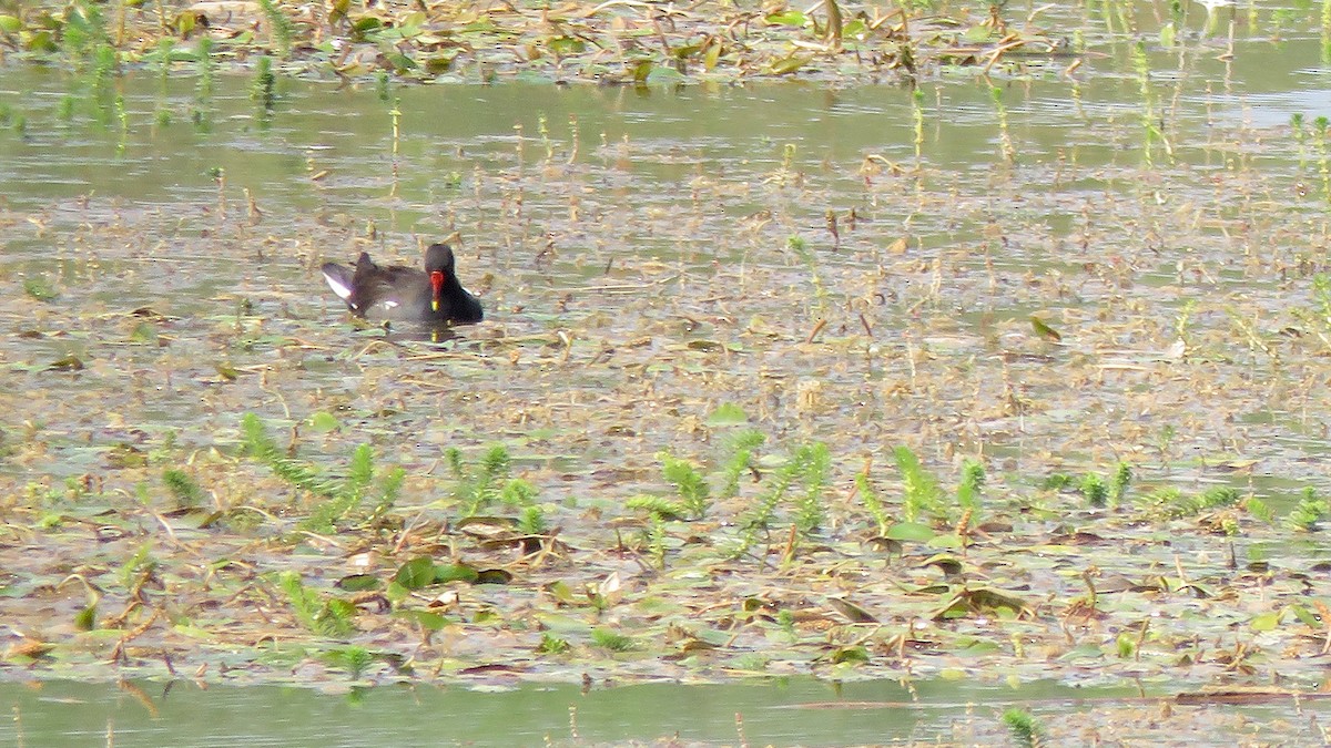 Eurasian Moorhen - ML265073201