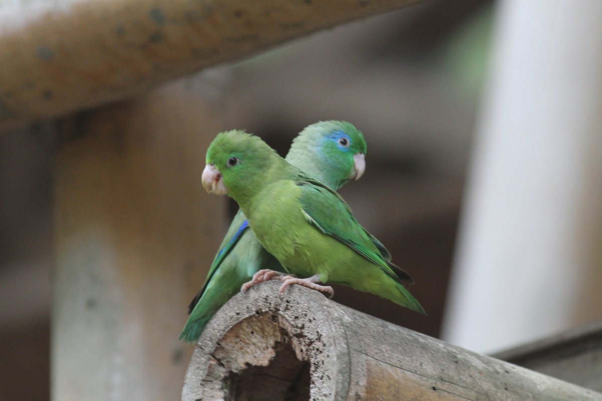 Spectacled Parrotlet - Jurgen Beckers