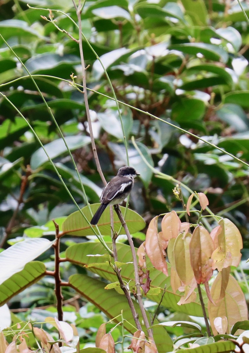 Bar-winged Flycatcher-shrike - ML265073931