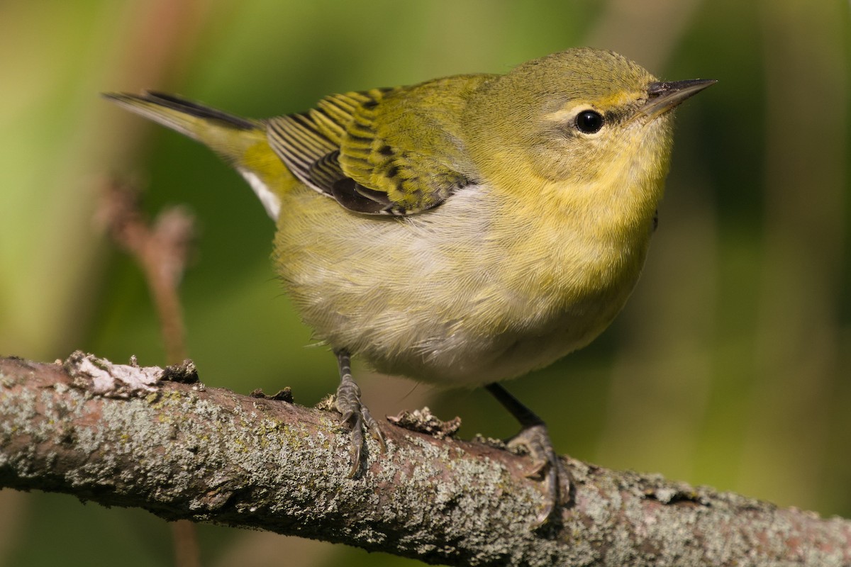 Tennessee Warbler - ML265075301