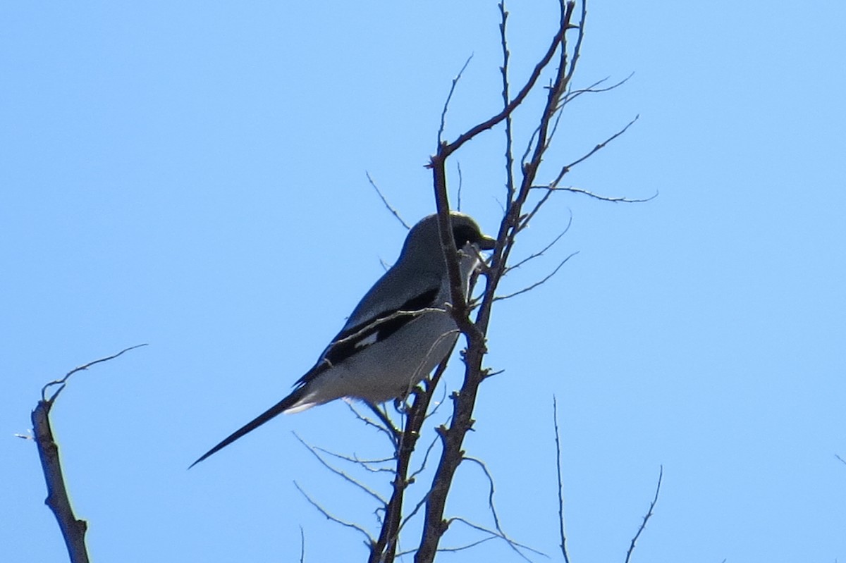 Loggerhead Shrike - Lauri Taylor