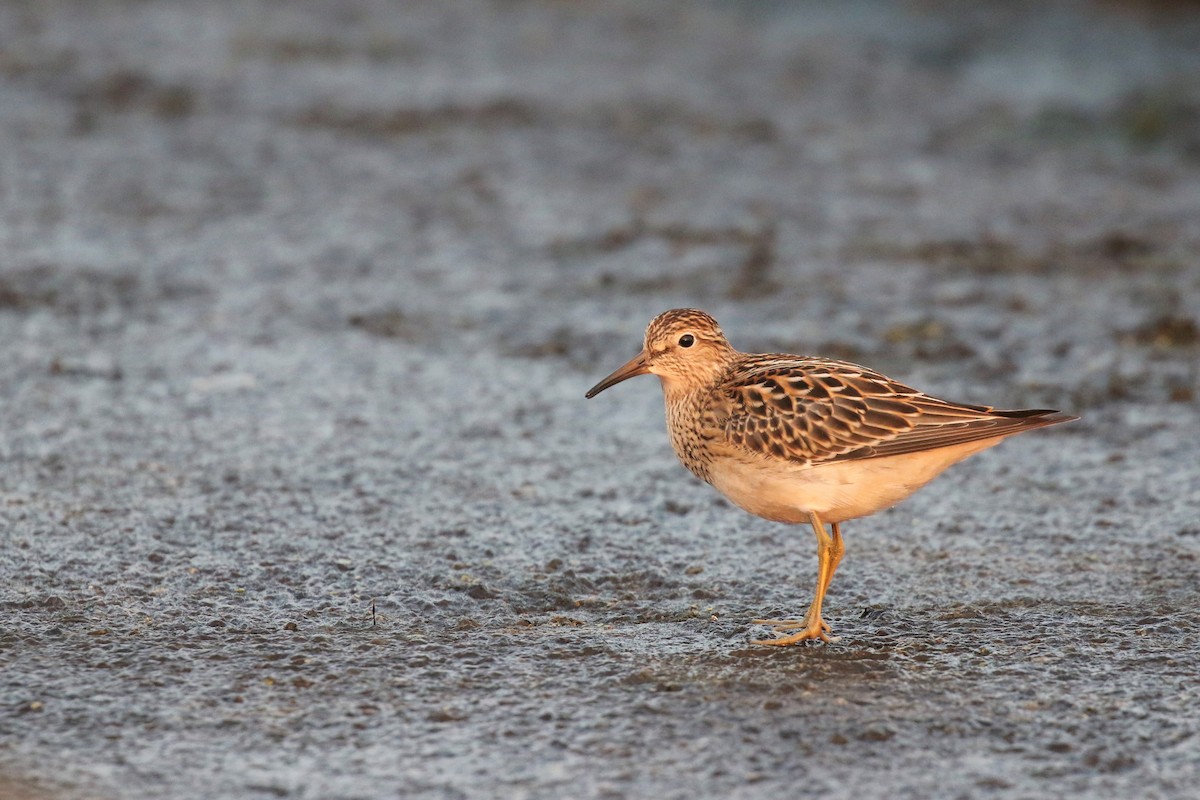 Pectoral Sandpiper - Eric Gustafson