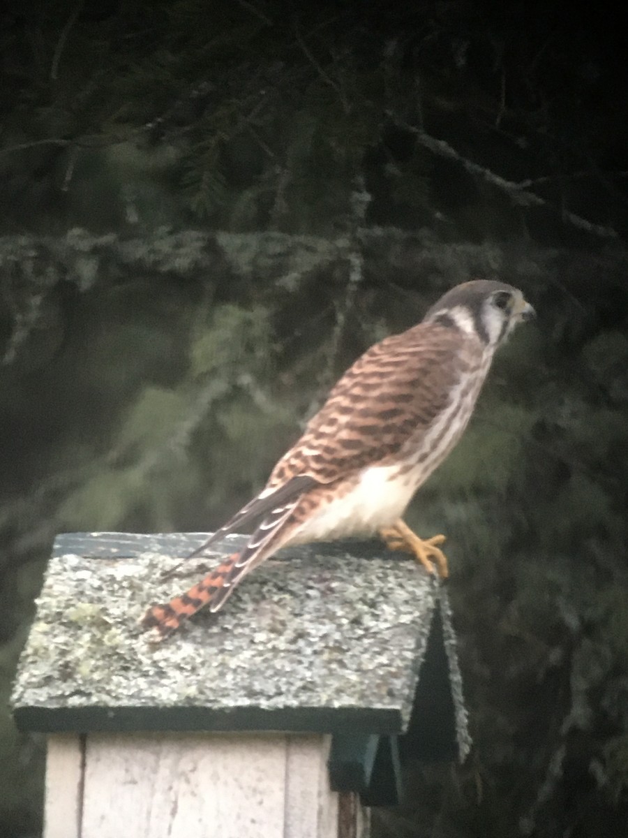 American Kestrel - Louise Laperrière