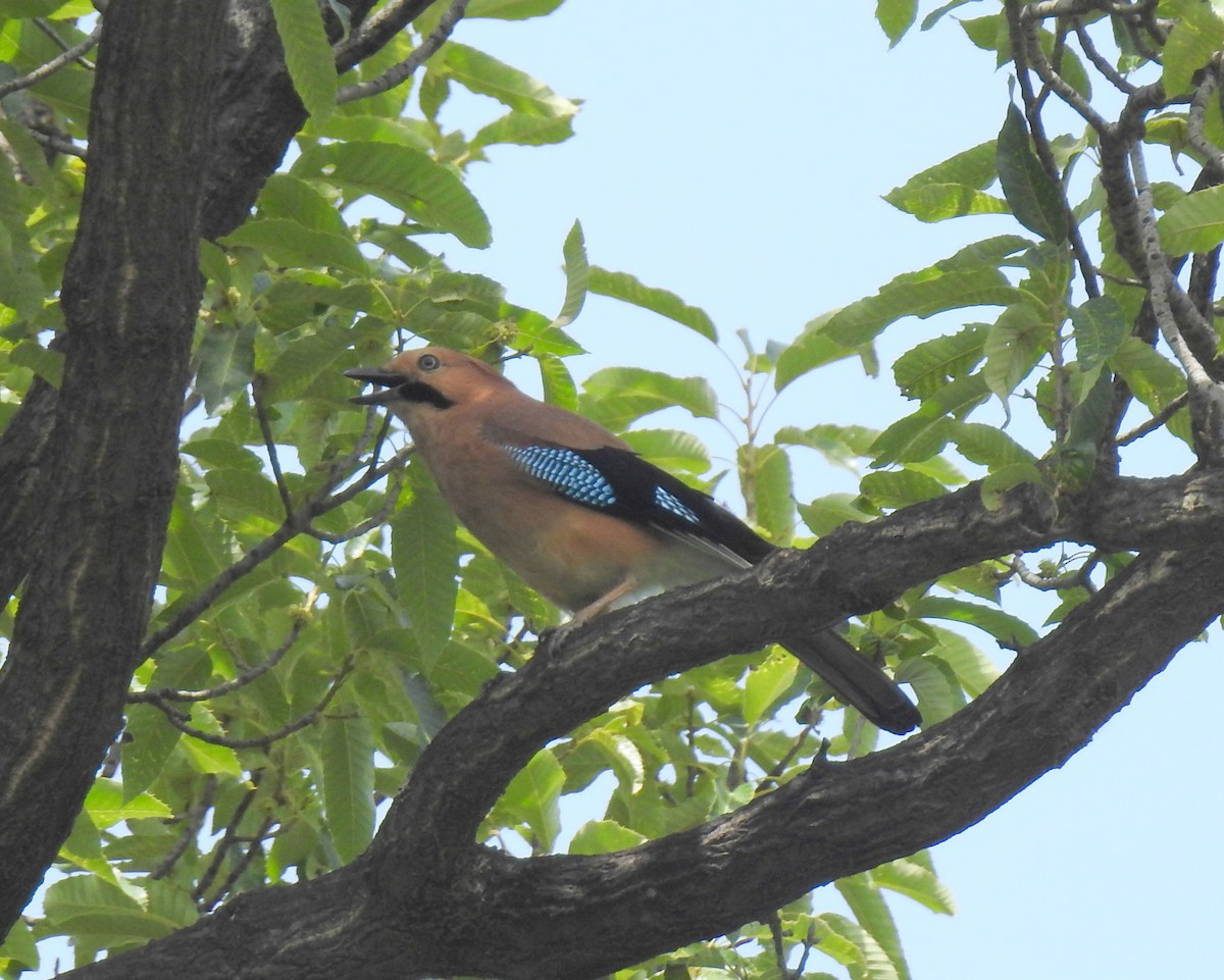 Eurasian Jay - ML265078671