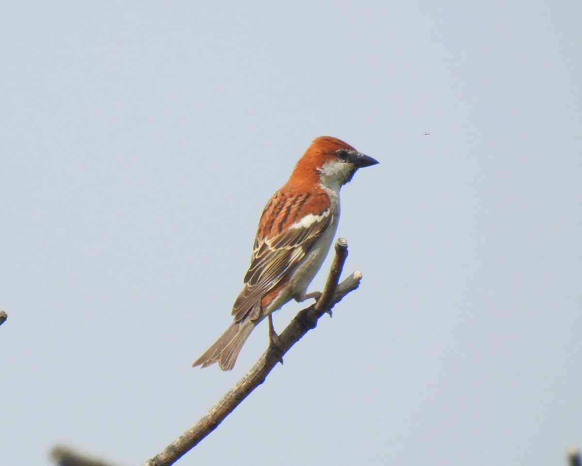 Russet Sparrow - ML265078751