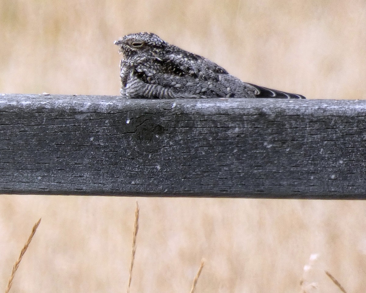 Common Nighthawk - Randall M