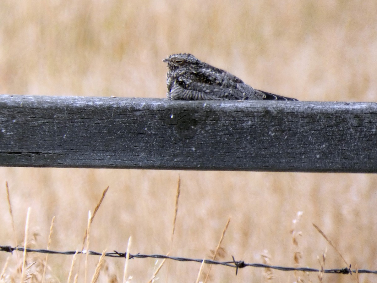 Common Nighthawk - Randall M