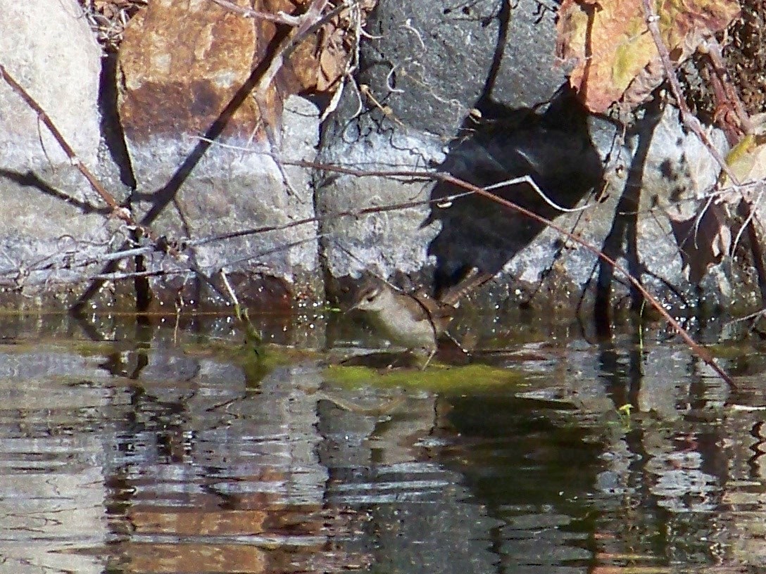 Marsh Wren - ML26508221