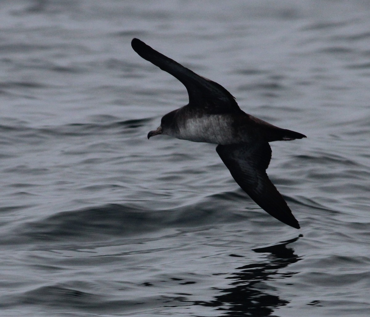 Pink-footed Shearwater - ML26508261