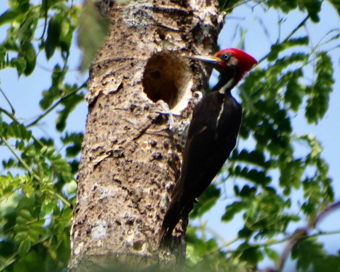 Lineated Woodpecker - ML26508331