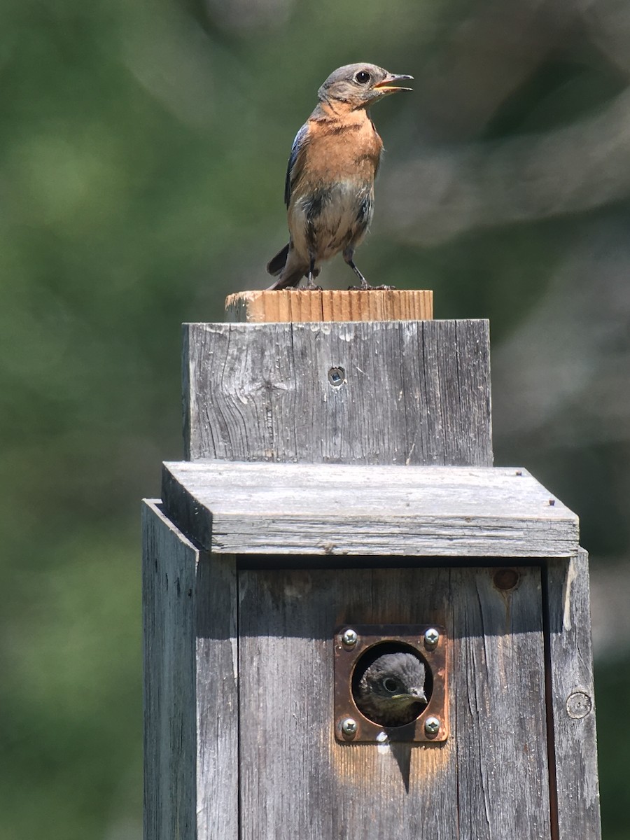 Eastern Bluebird - Louise Laperrière