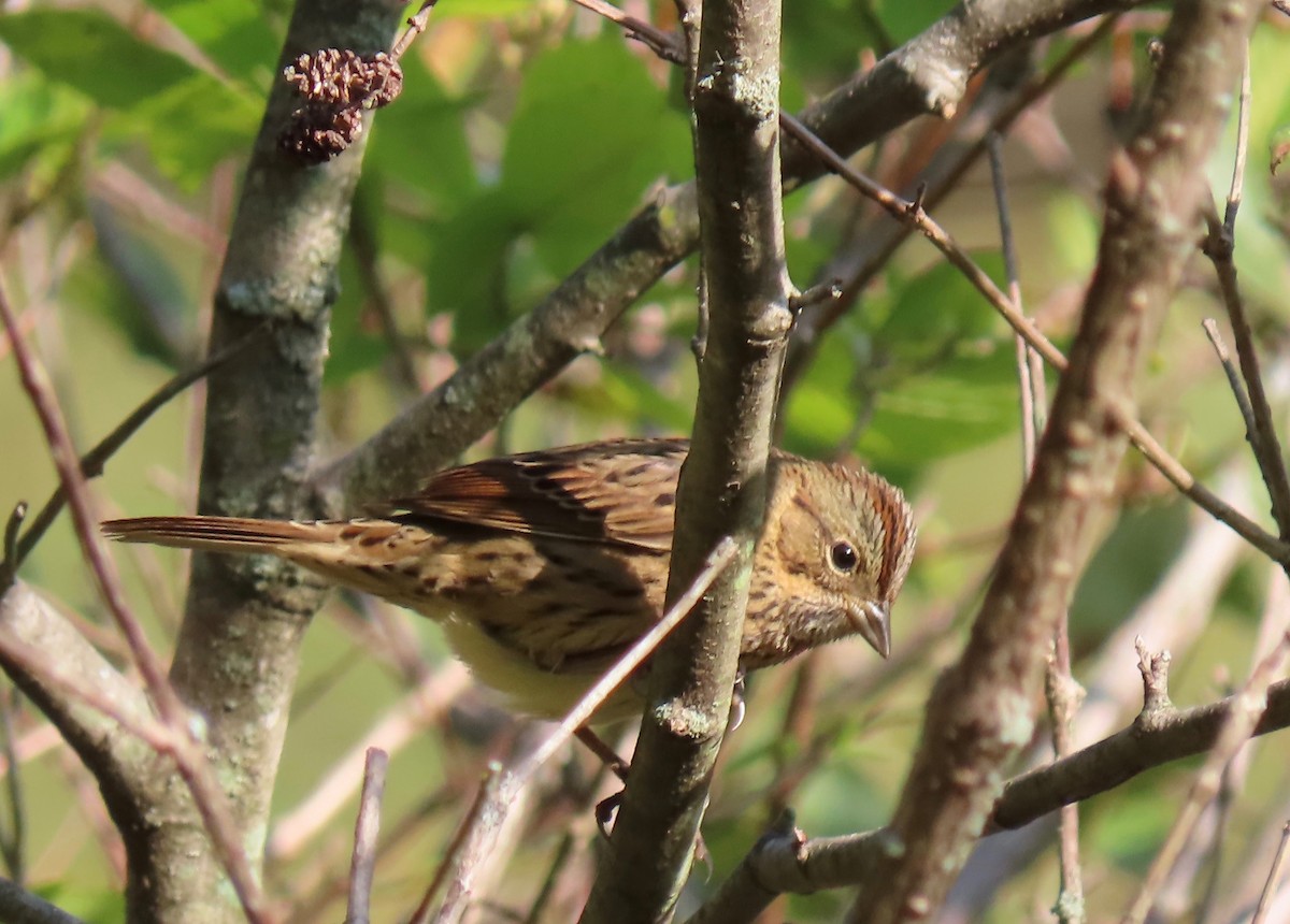 Lincoln's Sparrow - ML265085021