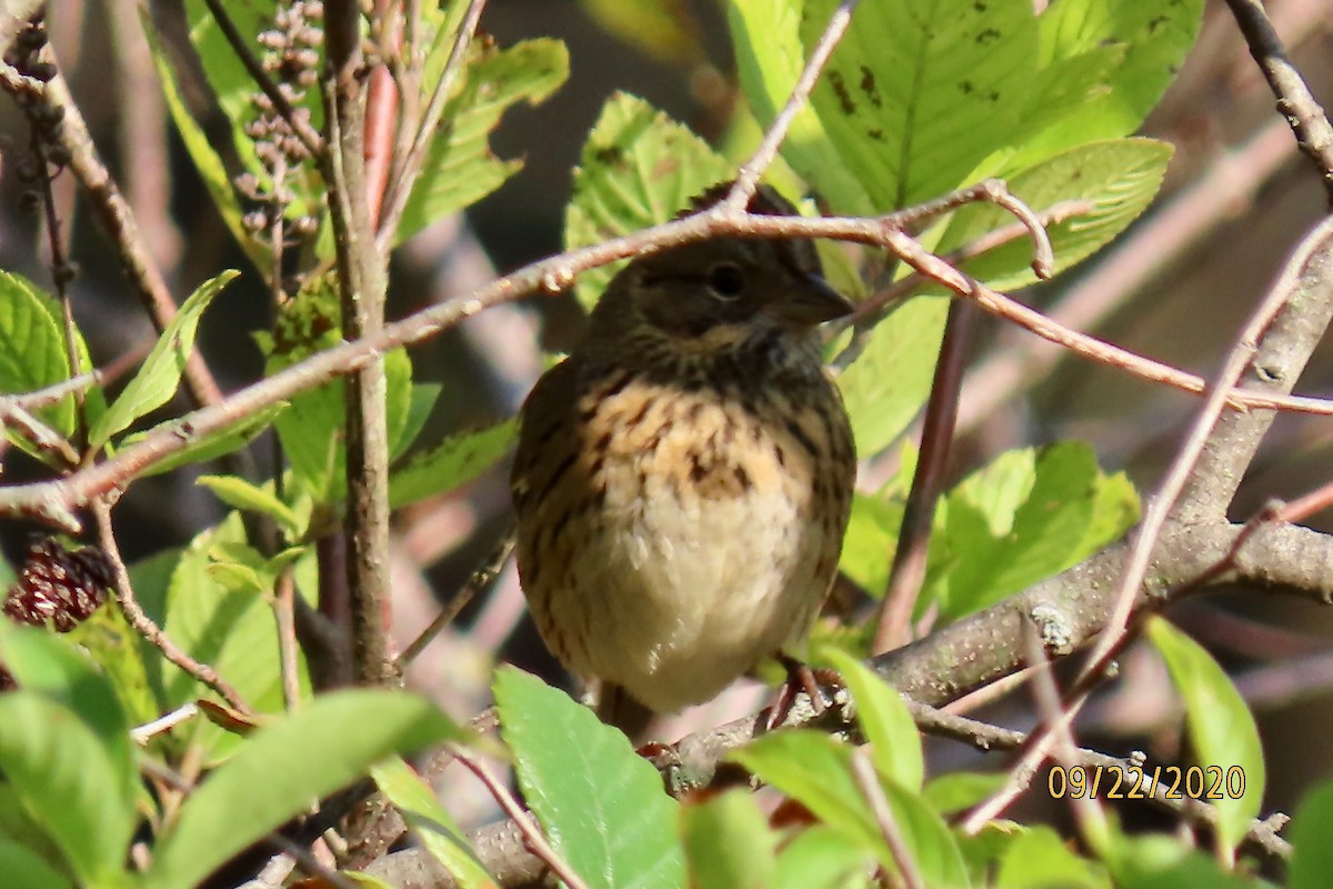 Lincoln's Sparrow - ML265085041