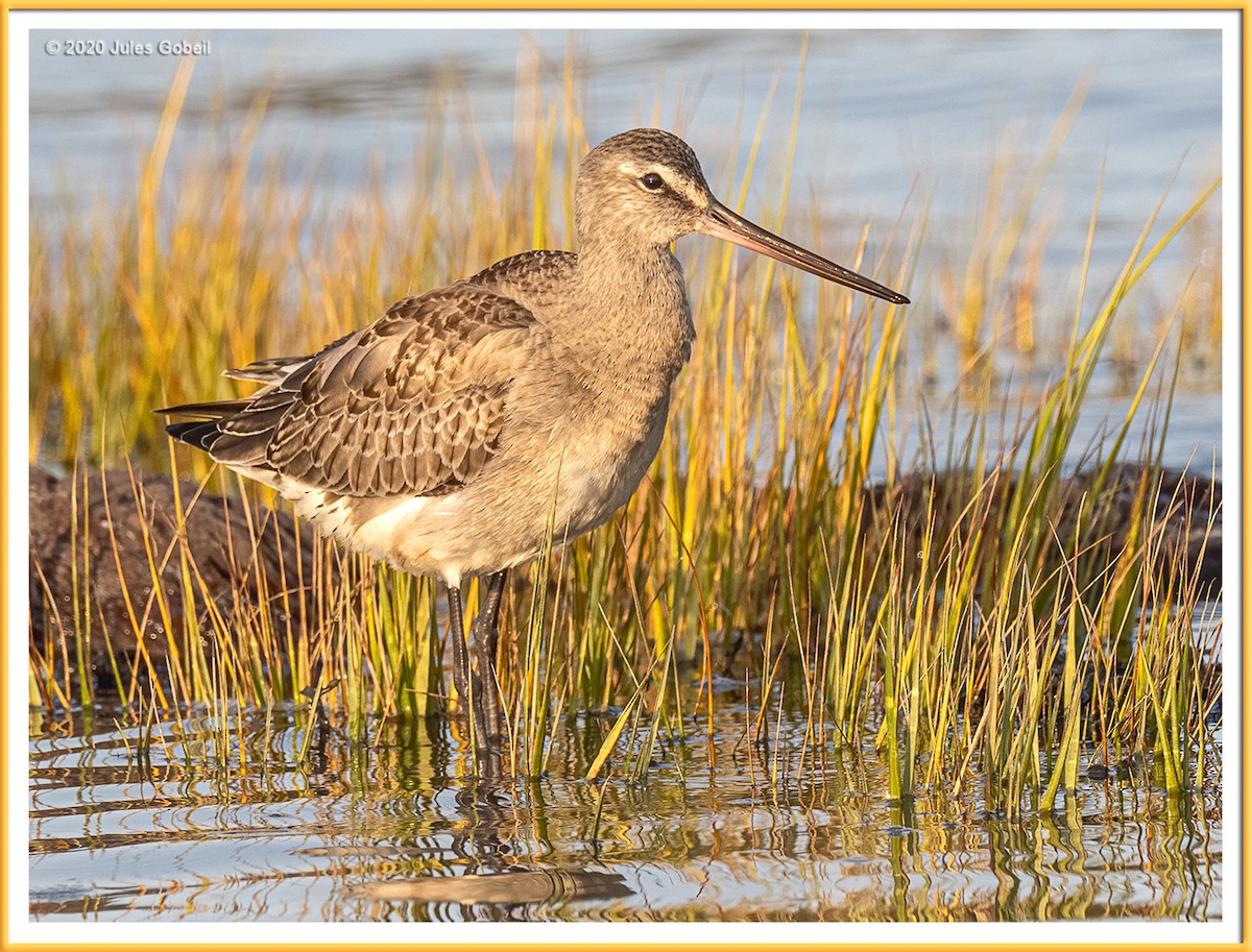 Hudsonian Godwit - Jules Gobeil