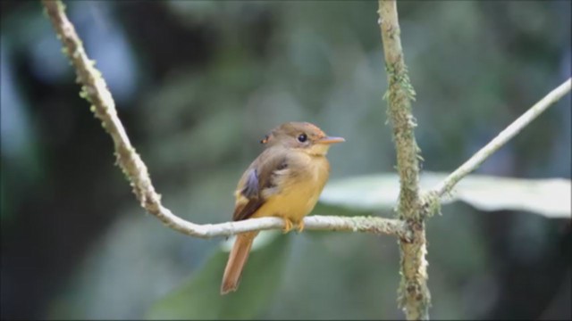 Porte-éventail de Swainson - ML265088561