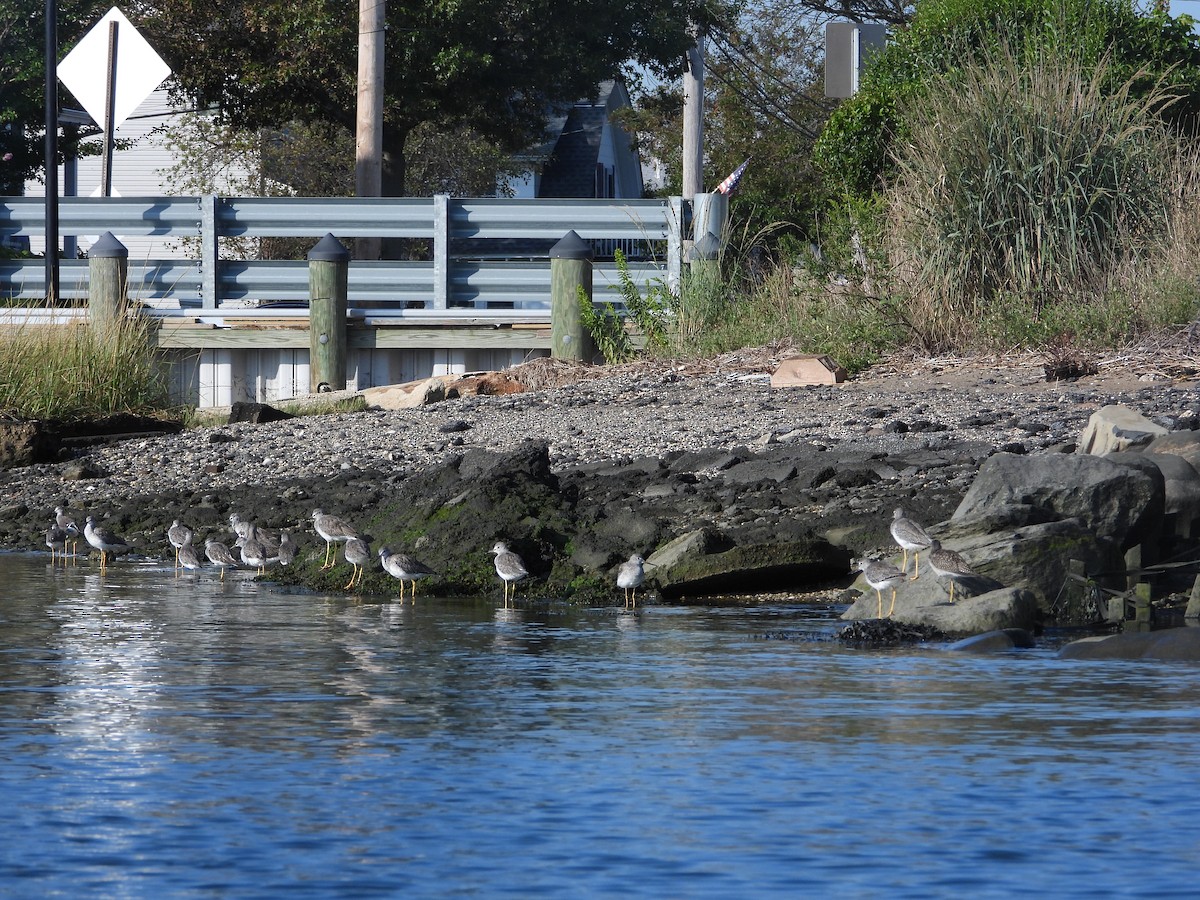 Lesser/Greater Yellowlegs - ML265089501
