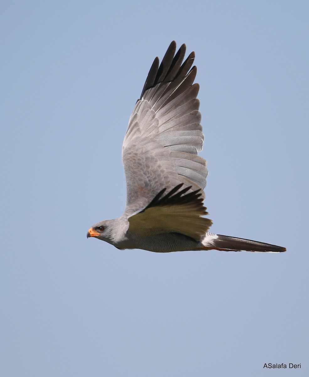 Dark Chanting-Goshawk - ML265090951