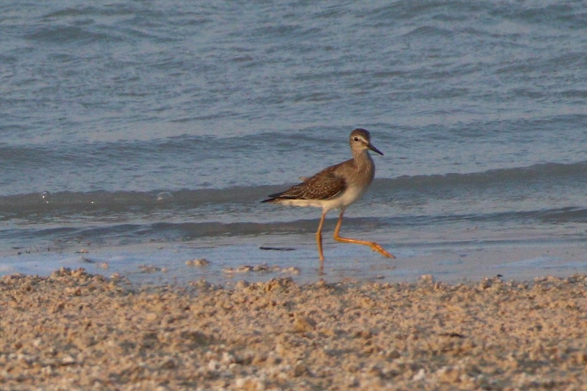 Lesser Yellowlegs - ML265091111