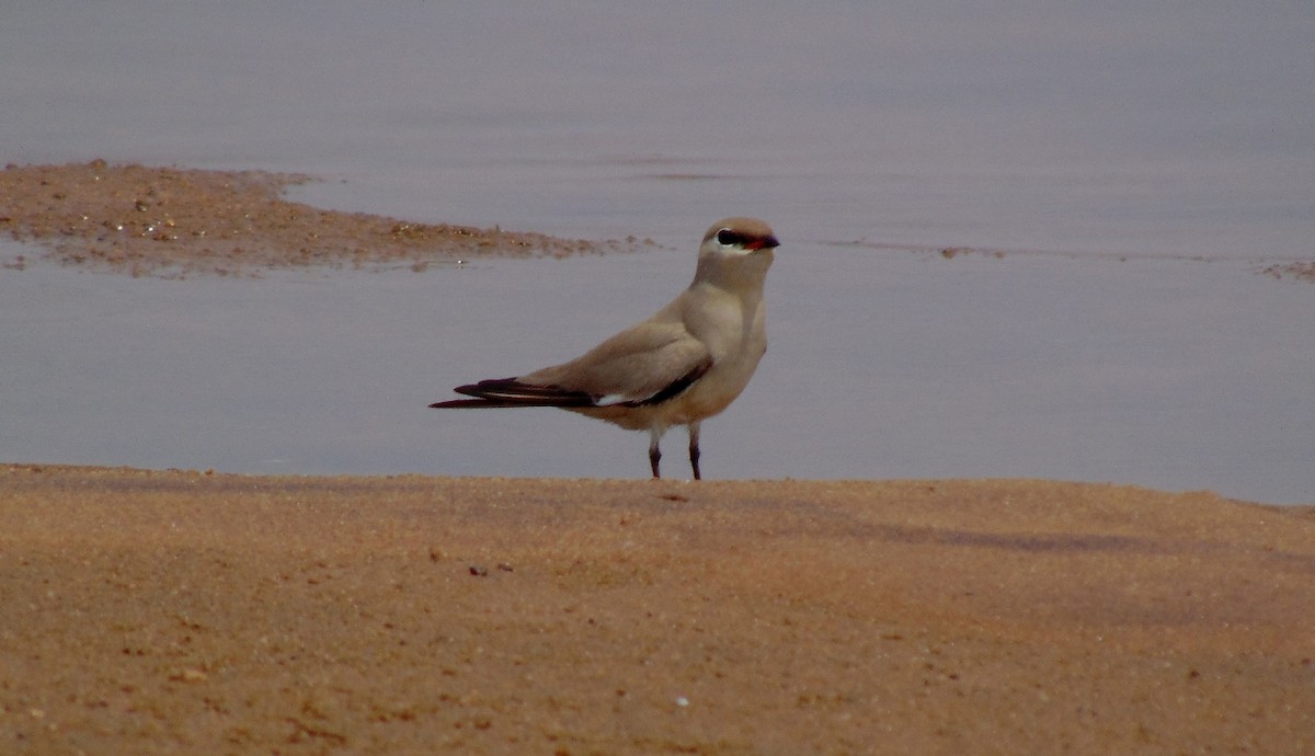 Small Pratincole - ML26509141