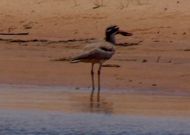 Great Thick-knee - ML26509151